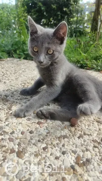 Chaton gris trouvé à Limoges, 4 mois - photo