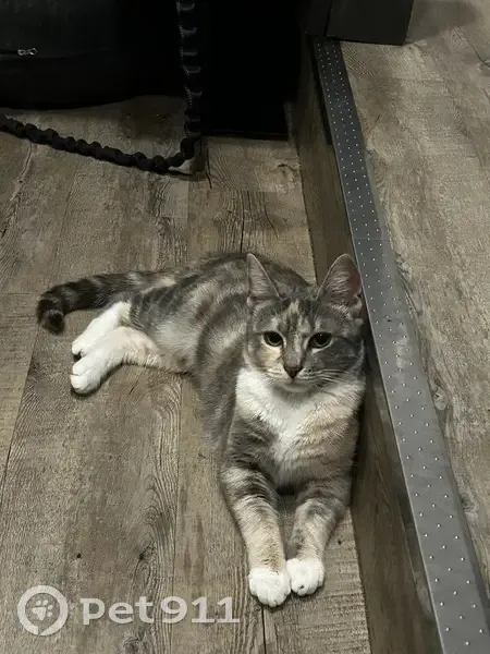 Chatte Tosca perdue à Nancy, quartier Grand Verger - photo