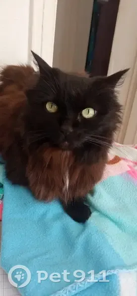 Chat noir à trois pattes perdu à Toulouse - photo