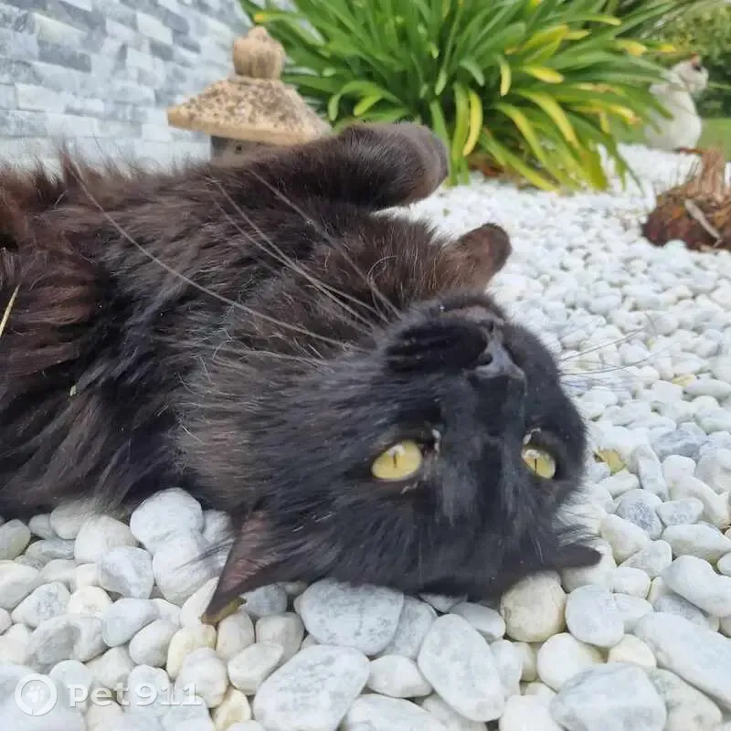 Chat noir Angora perdu à Gabaston - photo