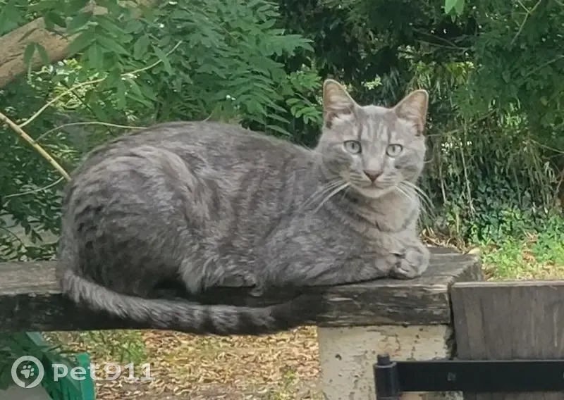Chat gris perdu à Canaules-et-Argentières - photo