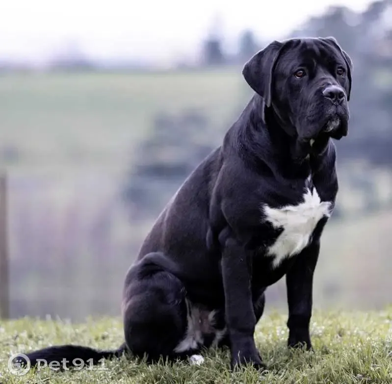 Chien Cane Corso noir perdu à Limonest - photo