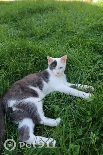 Chaton perdu à Villemomble - photo