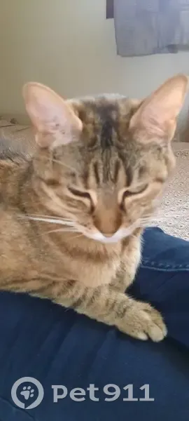 Chatte perdue à Meythet : Cacahuète (Bibou) - photo
