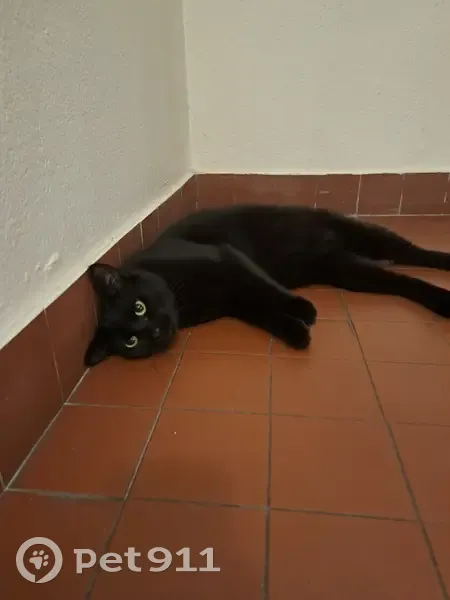 Jeune chatte noire trouvée à Nice - photo