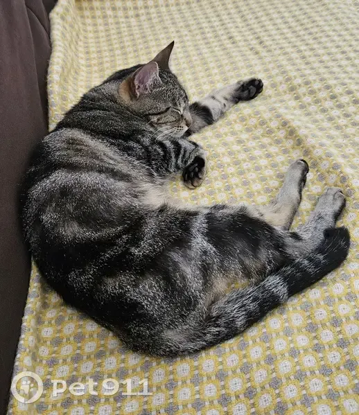 Chatte trouvée Rue de l'Herse, Niort - photo