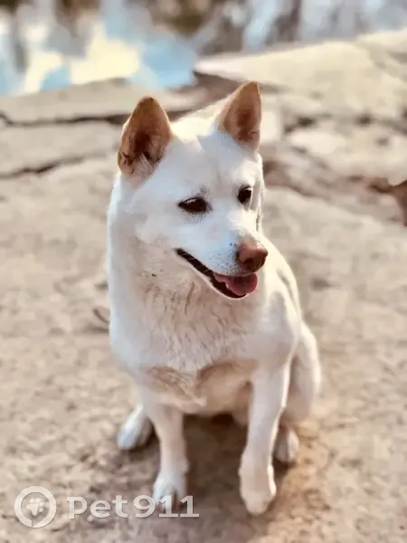 Chien perdu : recherche dame nommée Renout - photo
