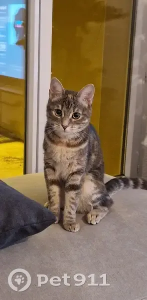 Chatte tigrée grise perdue à Agen - photo