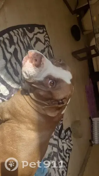 Chien bully femelle marron/blanc perdu Le Raincy - photo