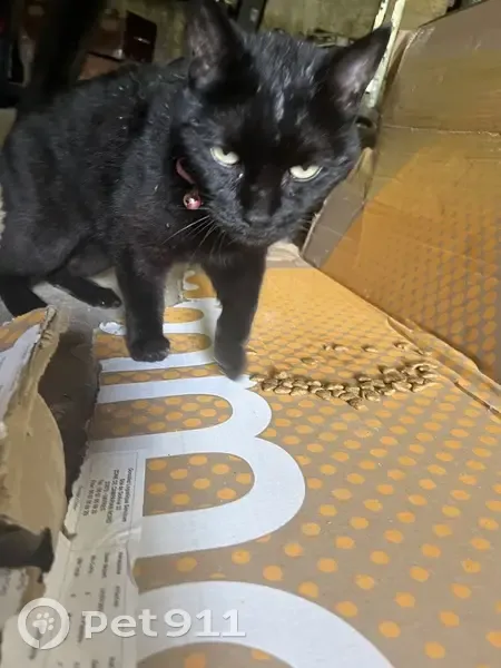 Chat craintif blessé cherche aide urgente - photo