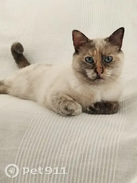 Jeune chatte crème perdue à Saint-Laurent-du-Var - photo