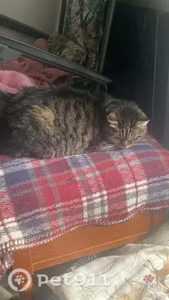 Chatte tigrée perdue à Tours Nord - photo