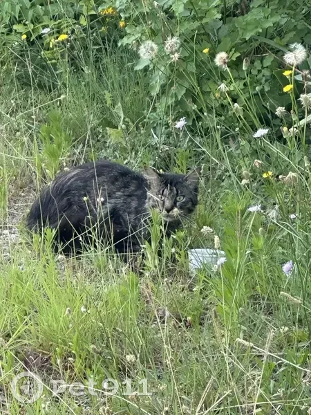 Chat trouvé maigre et apeuré, Le Teil - photo
