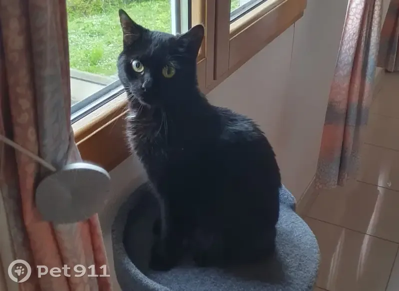 Chatte 2 ans disparue à Cormicy - photo