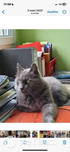 Chat gris chartreux mâle perdu à Yerres - photo
