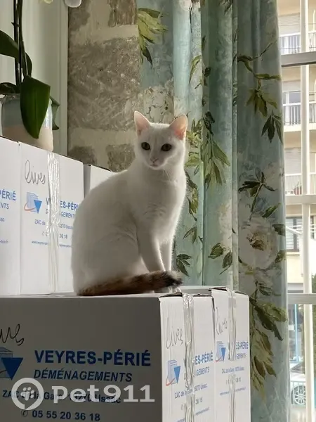 Chatte blanche perdue à Brive, nom Thérèse - photo