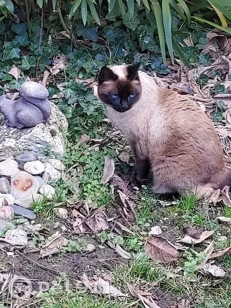Siamoise noire et marron perdue à Lévignac - photo