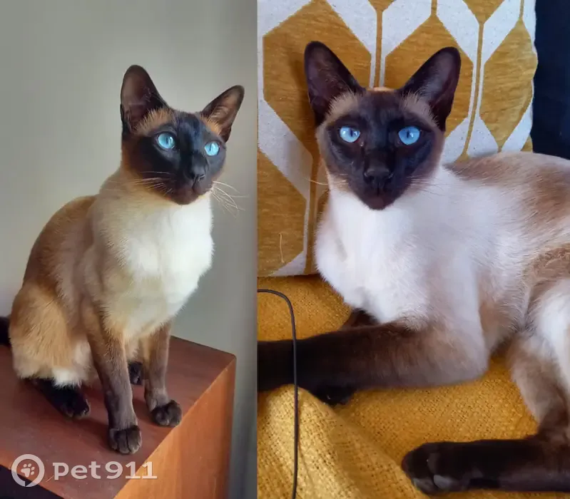 Chat Siamois 1,5 ans perdu à Vernioz - photo