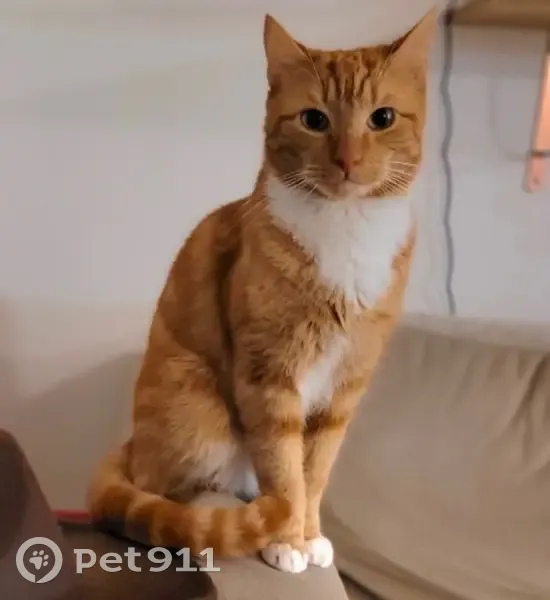 Chat européen roux et blanc disparu à Colombes - photo