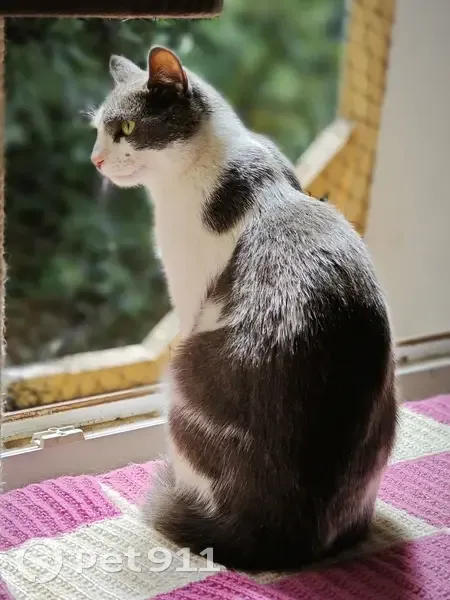 Chat mâle ACE perdu à Valflaunès - photo