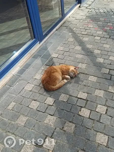 Chat trouvé Impasse Chantraine, Guise - photo