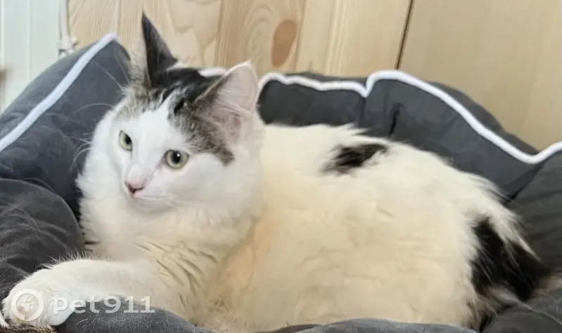 Chat perdu : Papillon, 11 mois, Rue Turgis - photo