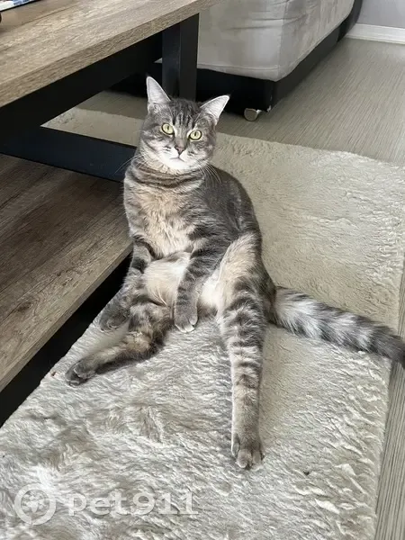 Chat européen mâle disparu à Strasbourg - photo