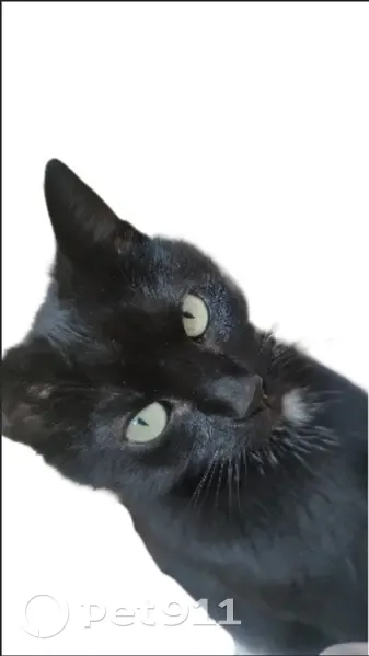 Chat Disparu: PAYA 6 ans, Rue de l'Anjou - photo