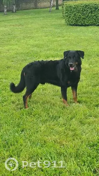 Chien perdu à Reilly: Preston, mâle pucé - photo