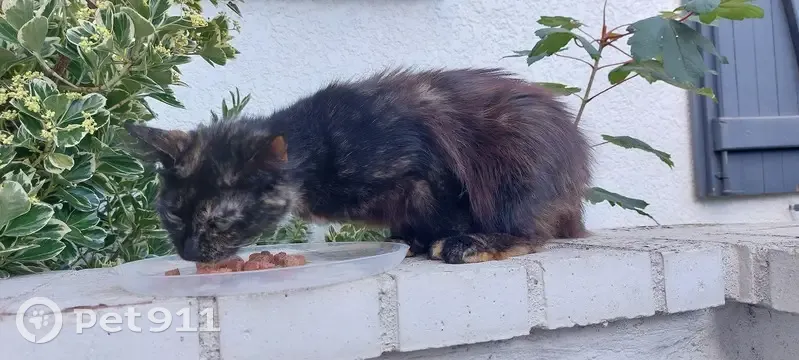 Chatte trouvée, écaille de tortue, St-Cyr - photo
