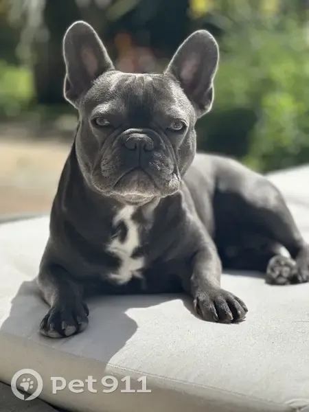 Chien Bouledogue gris perdu à Grasse - photo
