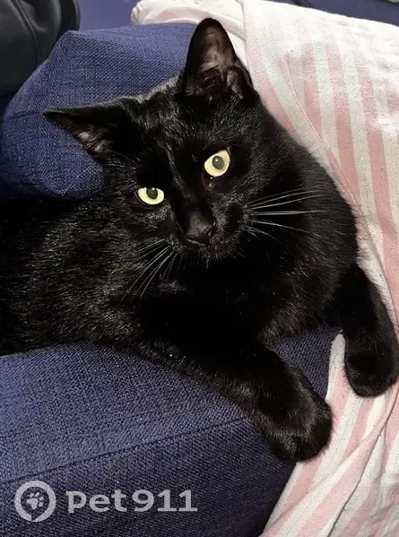 Jeune chat noir perdu à Lambersart - photo