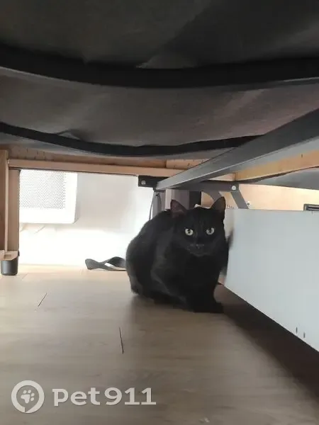 Chat noir perdu à Toulon, secteur la Roseraie - photo