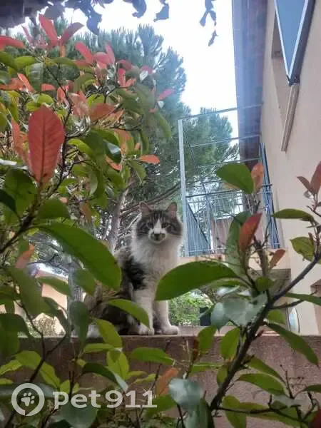 Chat mâle disparu, mi-long tigre/blanc, Sanary - photo