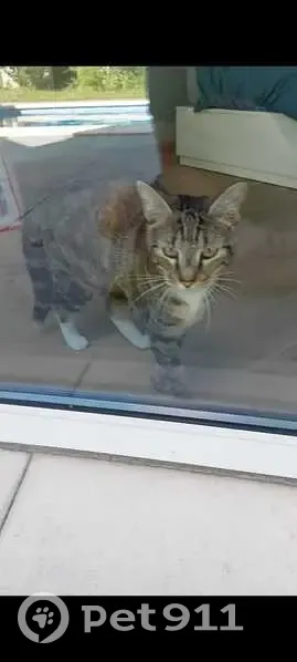 Chatte tigrée perdue à Saint-Mammès - photo