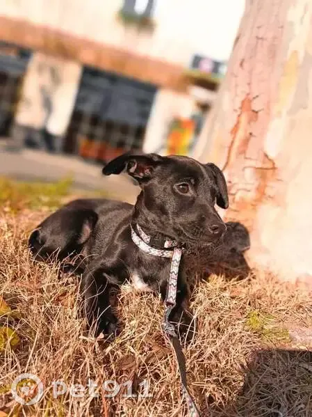 Chien perdu Dixy, collier vert, Rue Curie - photo