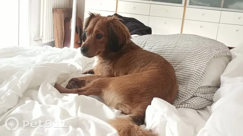 Chien trouvé errant à Jardiland Toulouse - photo