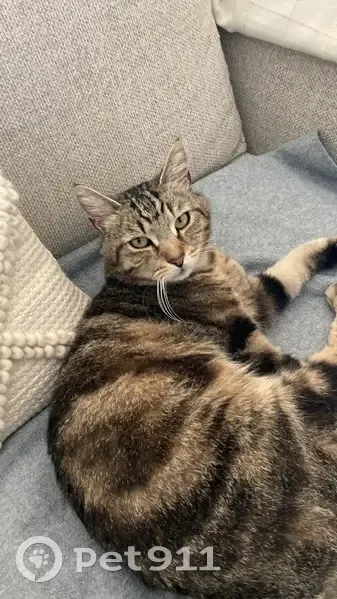 Chat européen perdu à Allinges, secteur Mésinges - photo