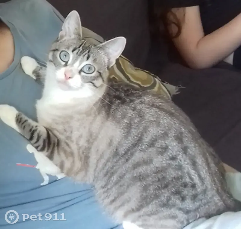 Chatte stérilisée 2 ans perdue à Rennes - photo