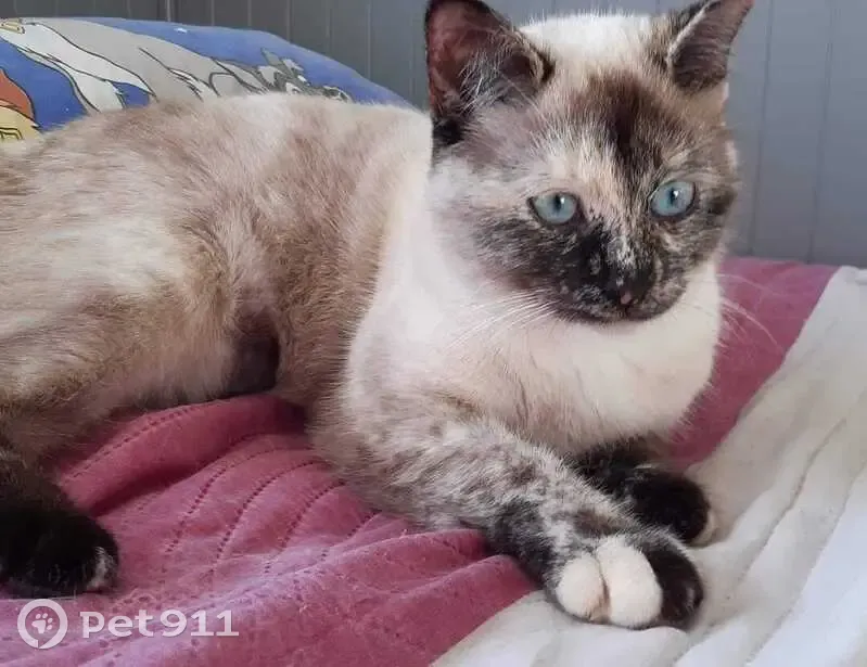 Chatte siamoise 2 ans perdue à Nizon - photo