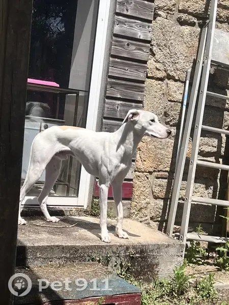Chien perdu: Lévrier blanc/marron à Ploumagoar - photo