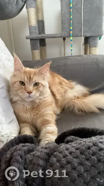 Chat Maine Coon Roux et Blanc Disparu à Denain - photo
