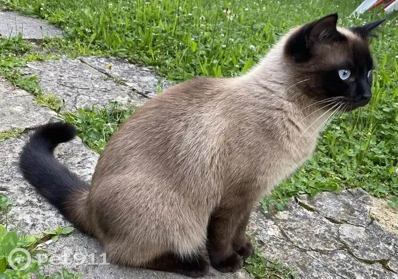 Chat siamois mâle perdu à Gézier-et-Fontenelay - photo