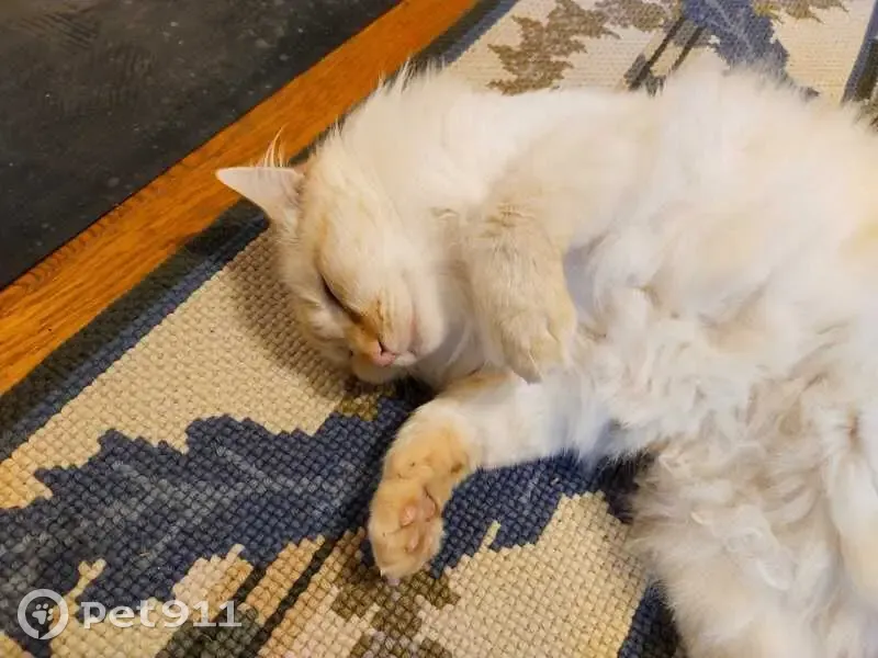 Chat perdu: Doudou, Red Point 6 ans - photo