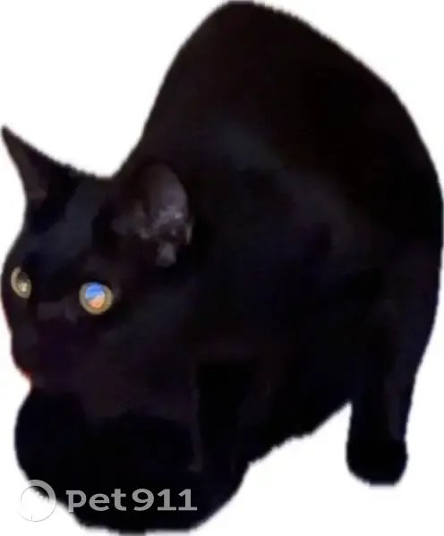 Chatte noire 