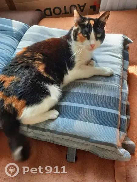 Chatte craintive Lily perdue à Viry-Châtillon - photo