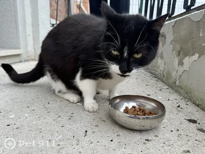 Chat trouvé avenue du 4 Septembre à Douai - photo