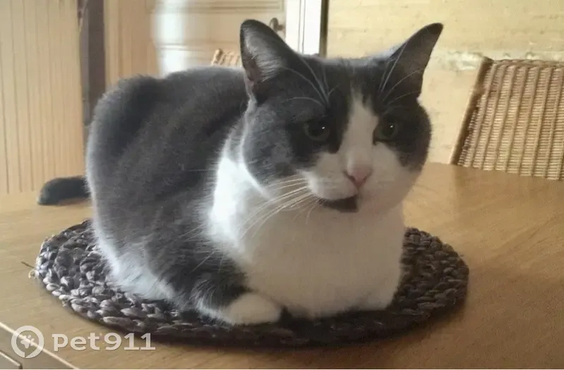 Chatte Grise & Blanche Disparue à St-Quentin - photo