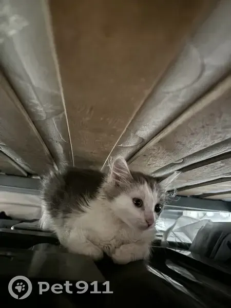 Chaton gris et blanc trouvé à Cahors - photo