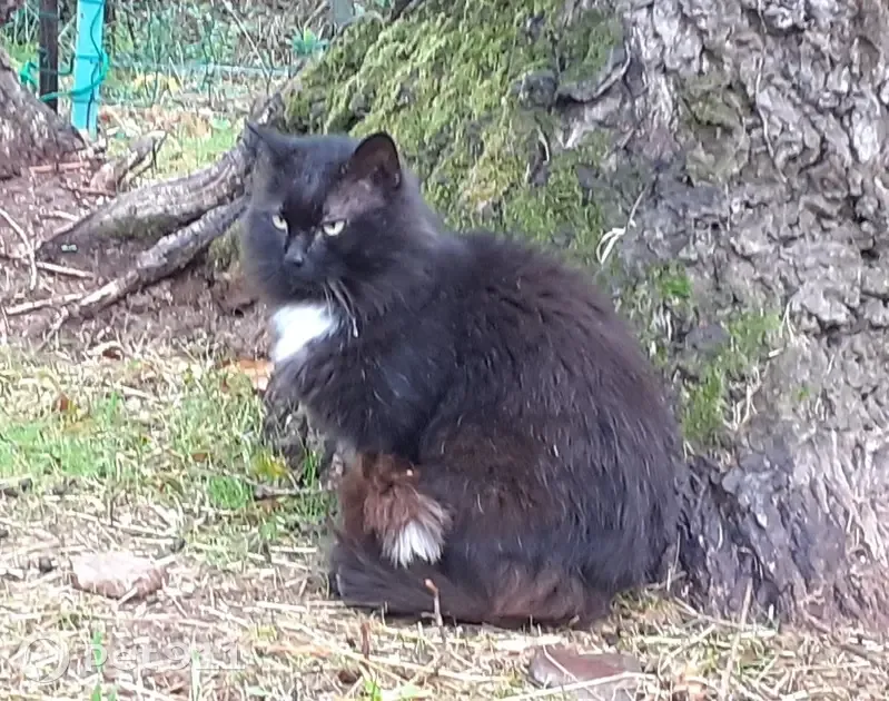 Chat noir mâle disparu à Saint-Privat - photo